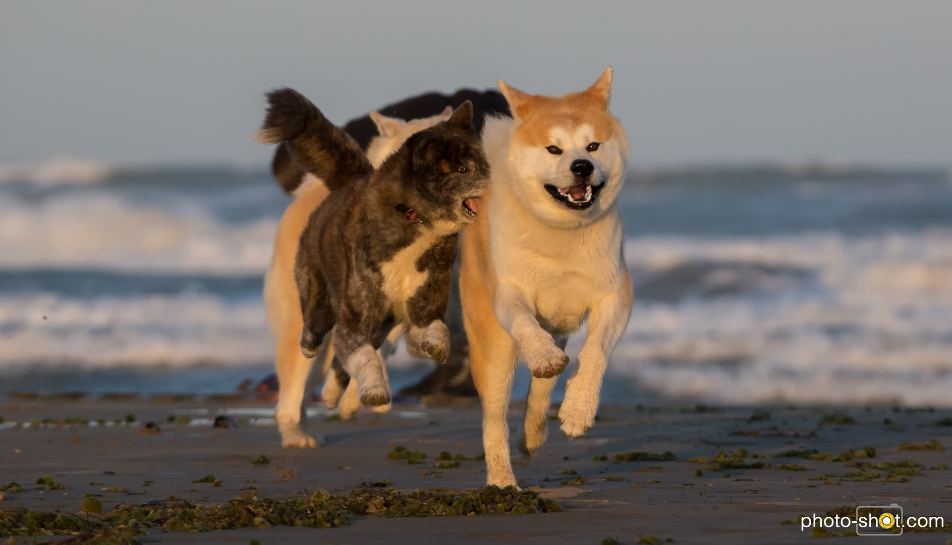 Hunde - Strand 