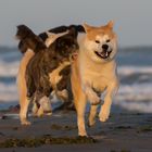 Hunde - Strand 