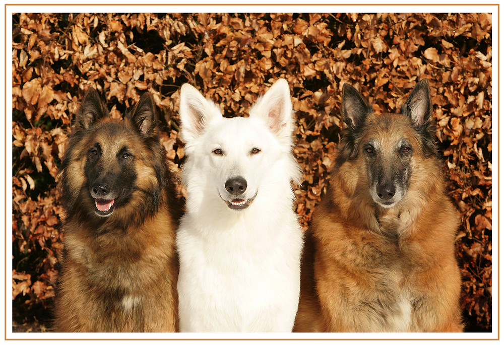 **HUNDE TRIO**