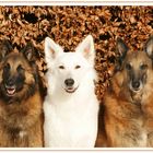 **HUNDE TRIO**