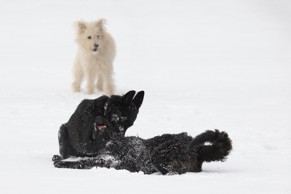 hunde und schnee