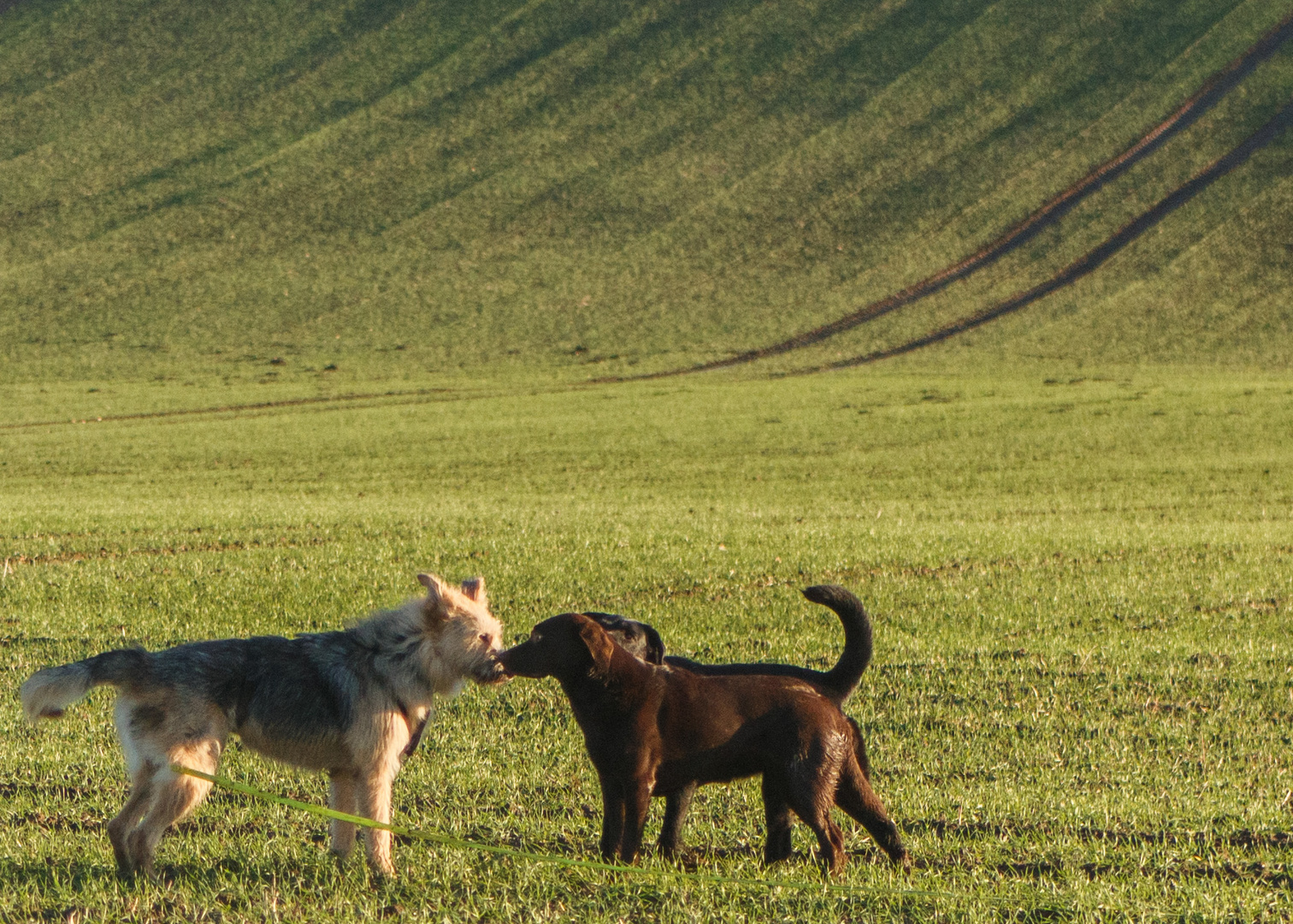 Hunde unter sich....