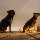 Hunde unterm Regenbogen