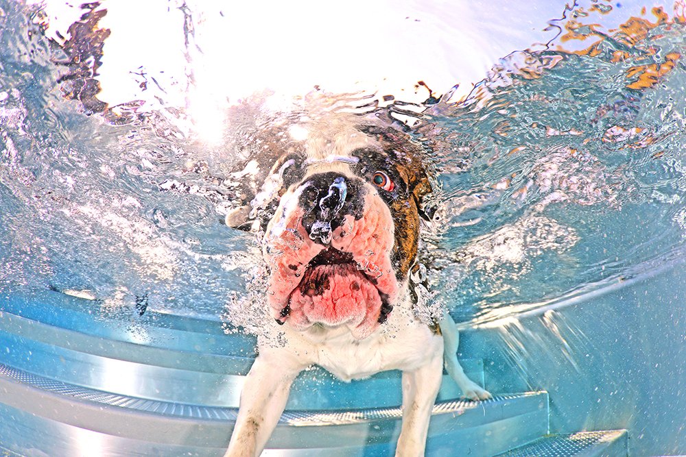 Hunde Unterwasser Fotoshooting - dog underwater