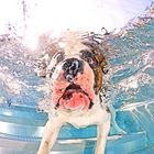 Hunde Unterwasser Fotoshooting - dog underwater