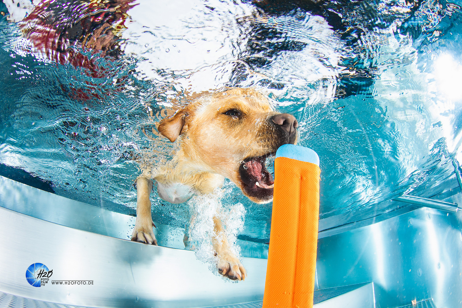 Hunde Unterwasser Fotoshooting - dog underwater photoshooting