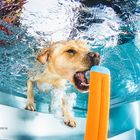 Hunde Unterwasser Fotoshooting - dog underwater photoshooting