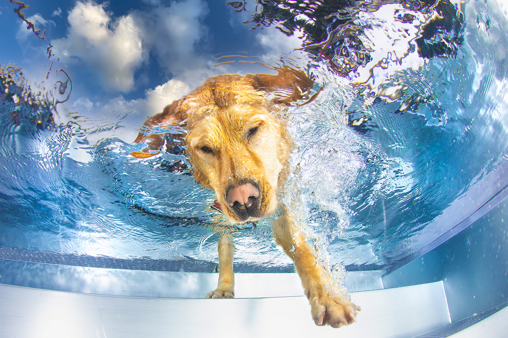 Hunde Unterwasser Fotoshooting - dog underwater photoshooting Sachsen