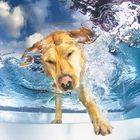 Hunde Unterwasser Fotoshooting - dog underwater photoshooting Sachsen