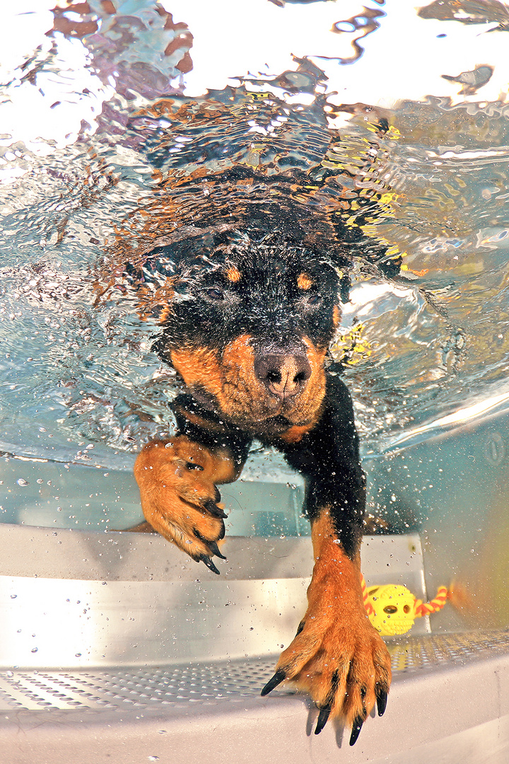 Hunde Unterwasser Fotoshooting - Dog underwater shooting