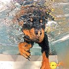 Hunde Unterwasser Fotoshooting - Dog underwater shooting