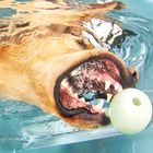 Hunde Unterwasser Fotoshooting - dog underwater shooting