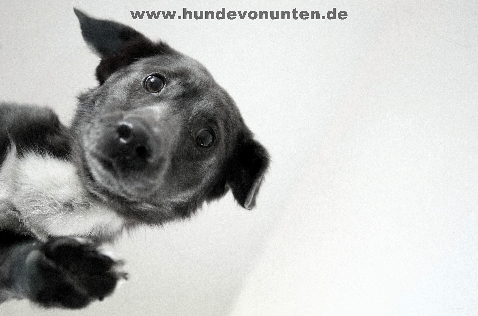 Hunde von unten 1