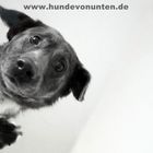 Hunde von unten 1