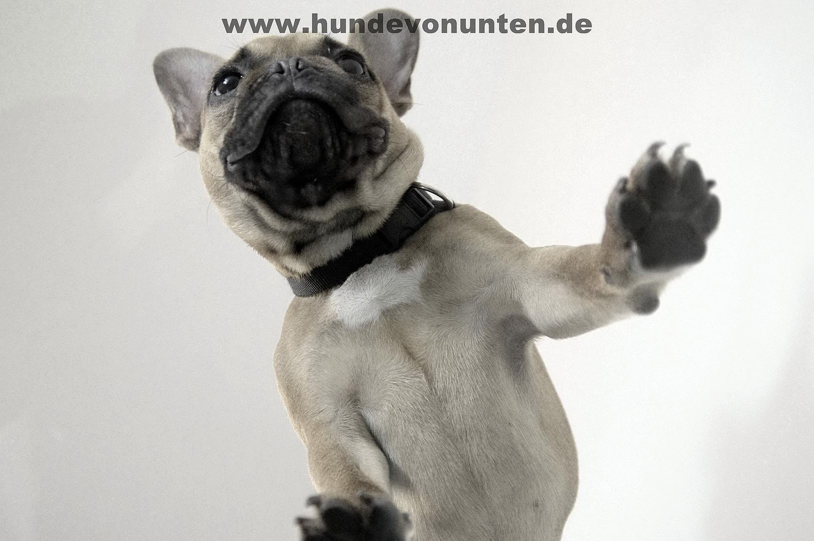 Hunde von unten 2