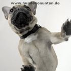 Hunde von unten 2