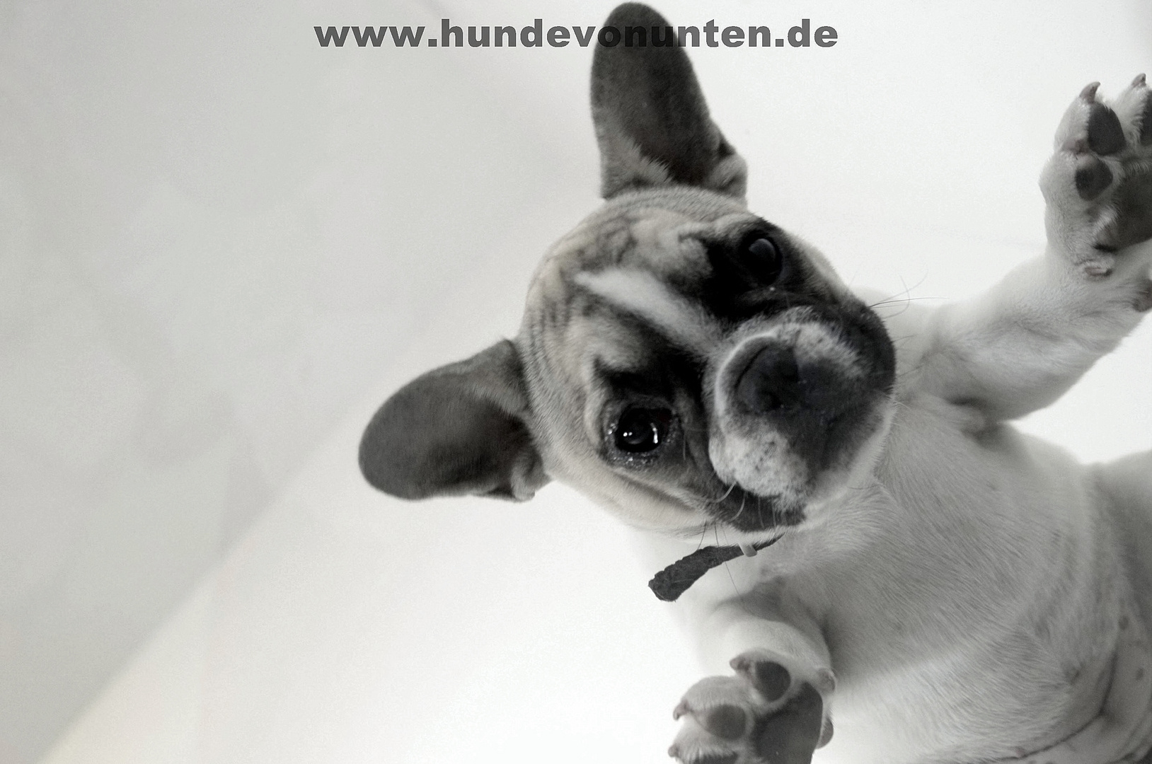 Hunde von unten 3