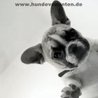 Hunde von unten 3