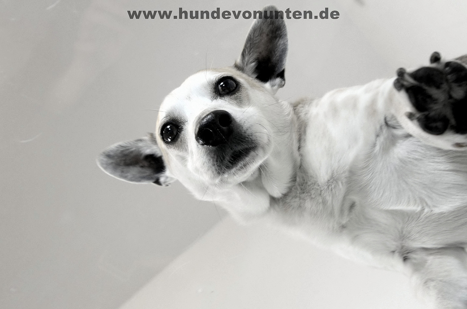 Hunde von unten 4