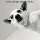 Hunde von unten 4