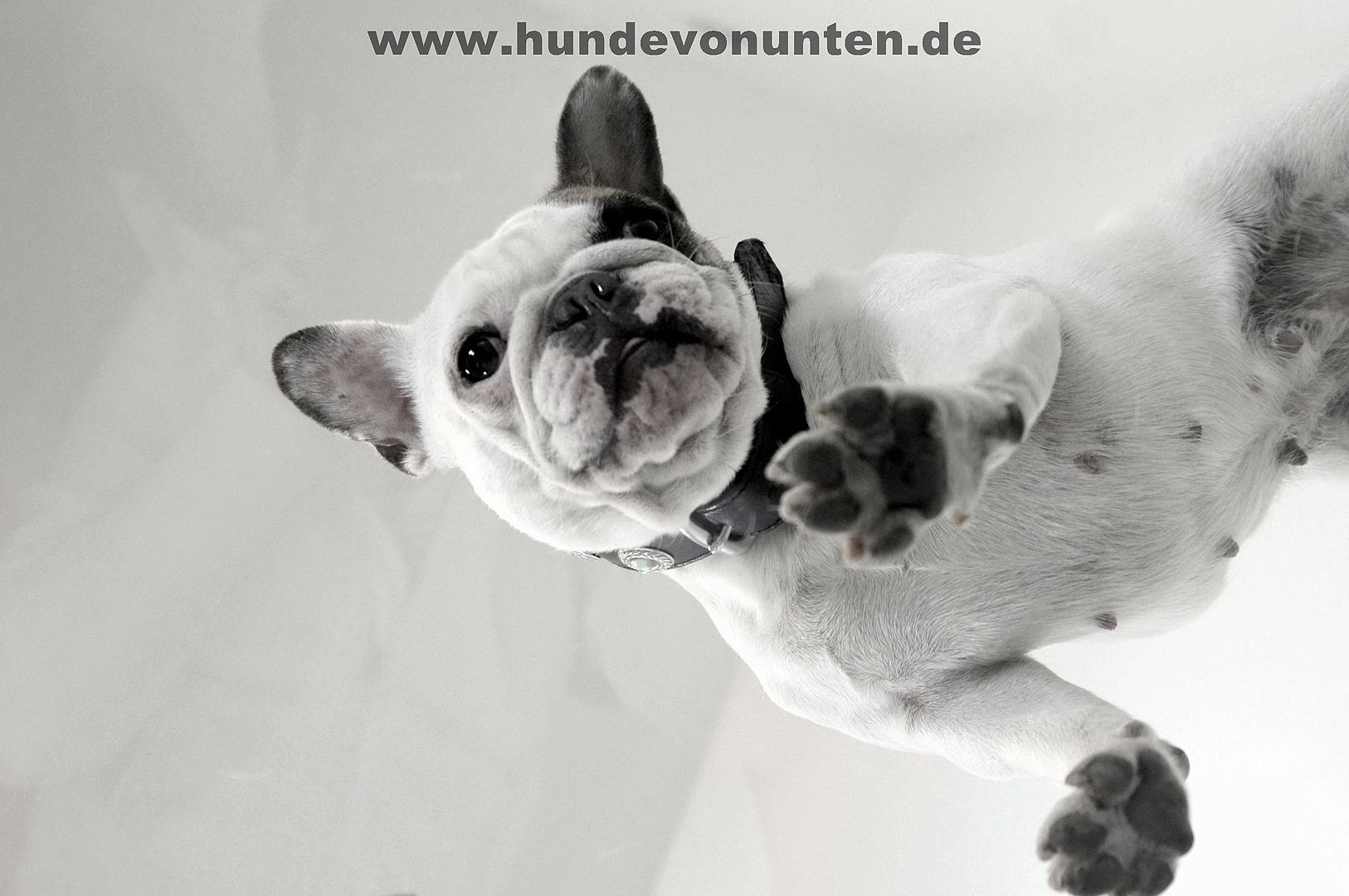 Hunde von unten 5