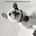 Hunde von unten 5