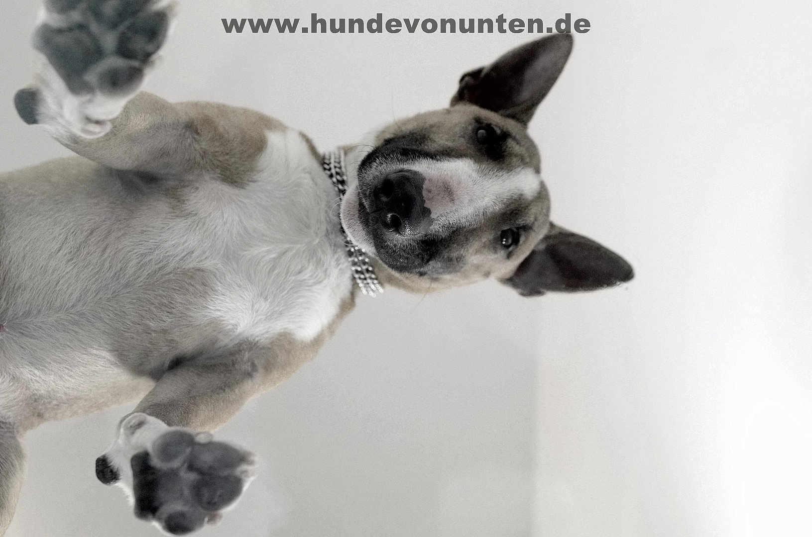 Hunde von unten