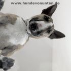 Hunde von unten