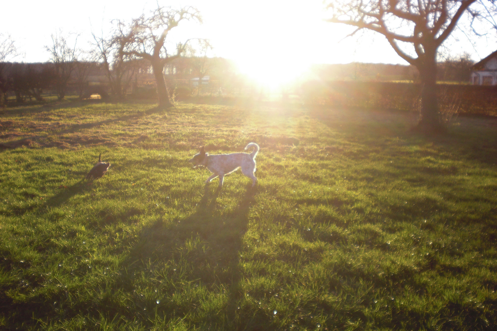 Hunde vor der Sonne