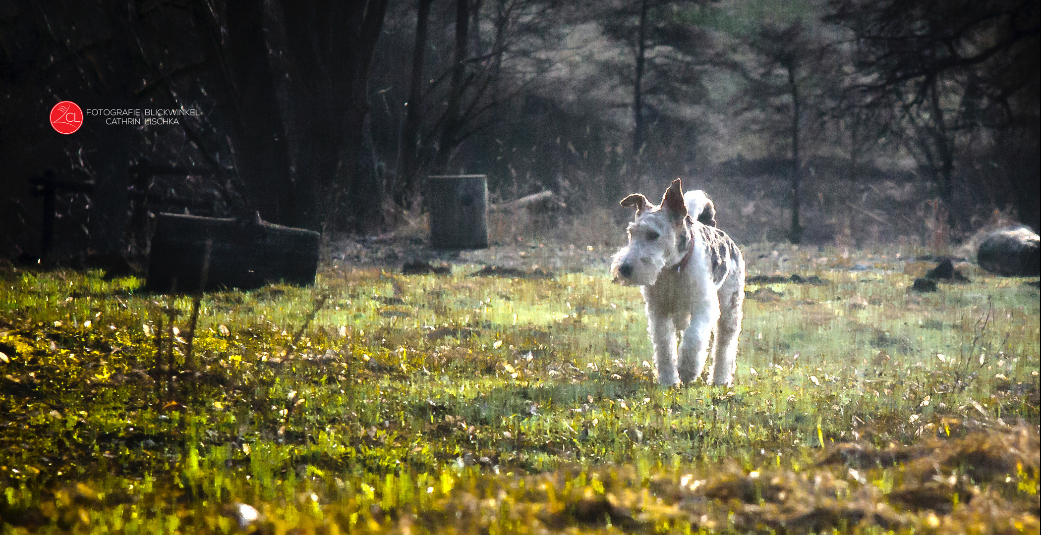 Hunde Walk 