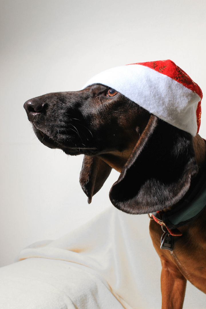 Hunde-Weihnachten