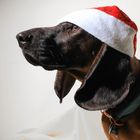 Hunde-Weihnachten