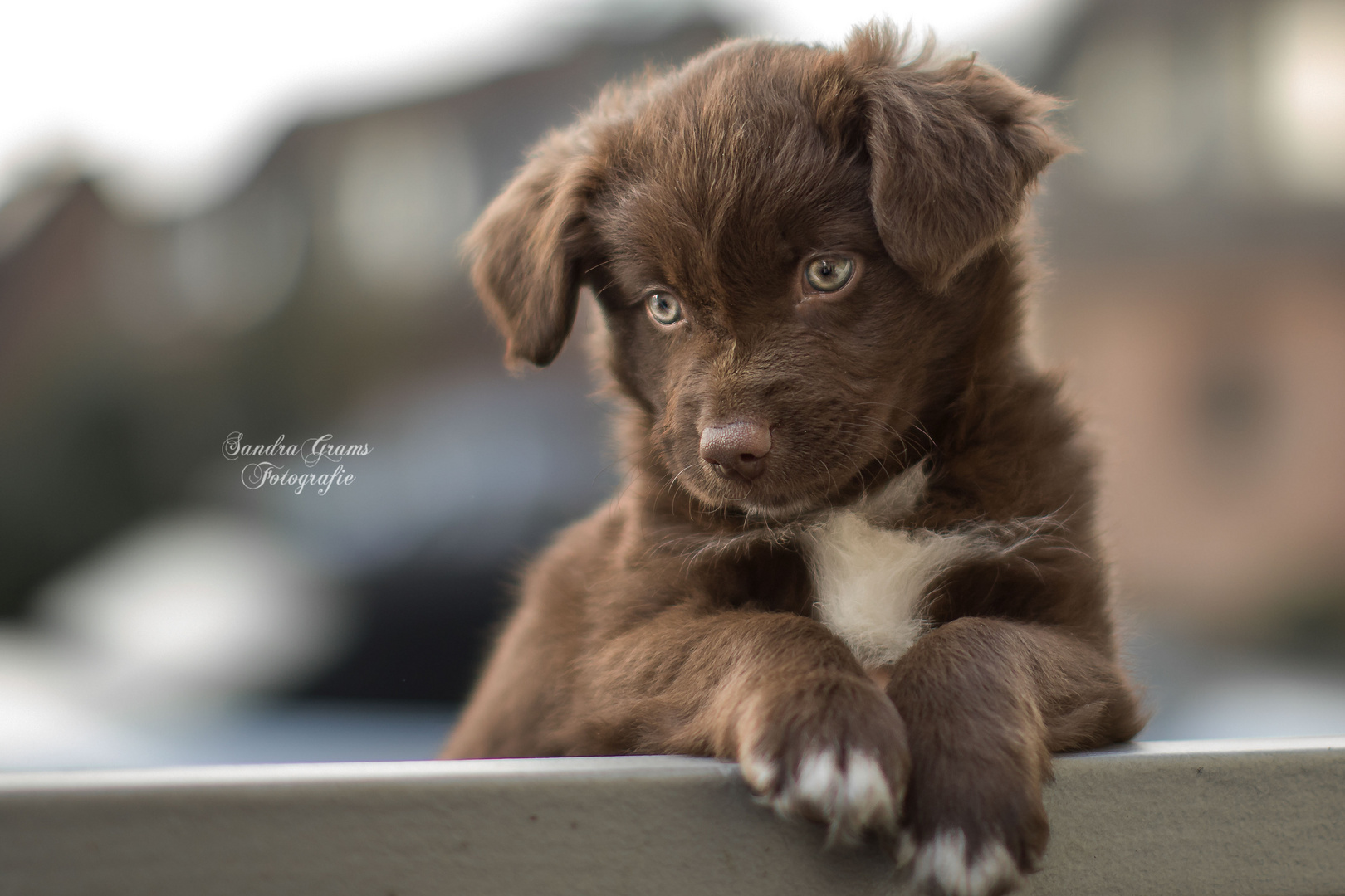 Hunde Welpe Foto Bild hund welpe tiere Bilder auf Hunde Welpe Foto Bild hund welpe tiere Bilder auf