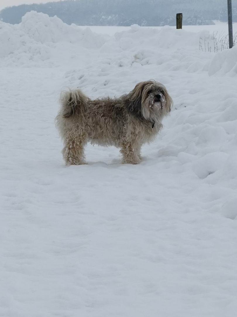 Hunde Winter (1)