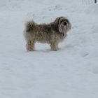 Hunde Winter (1)