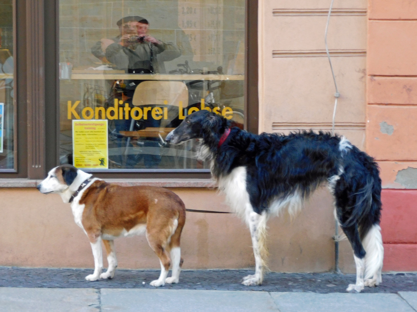 Hunde würden lieber vor einer Fleischerei warten