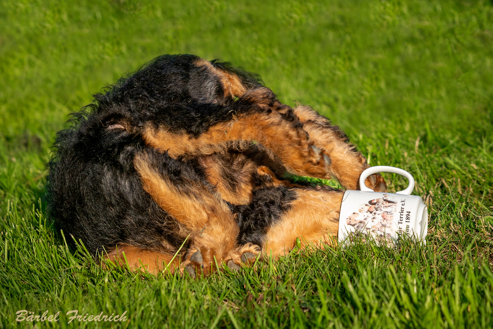 Hunde-Yoga