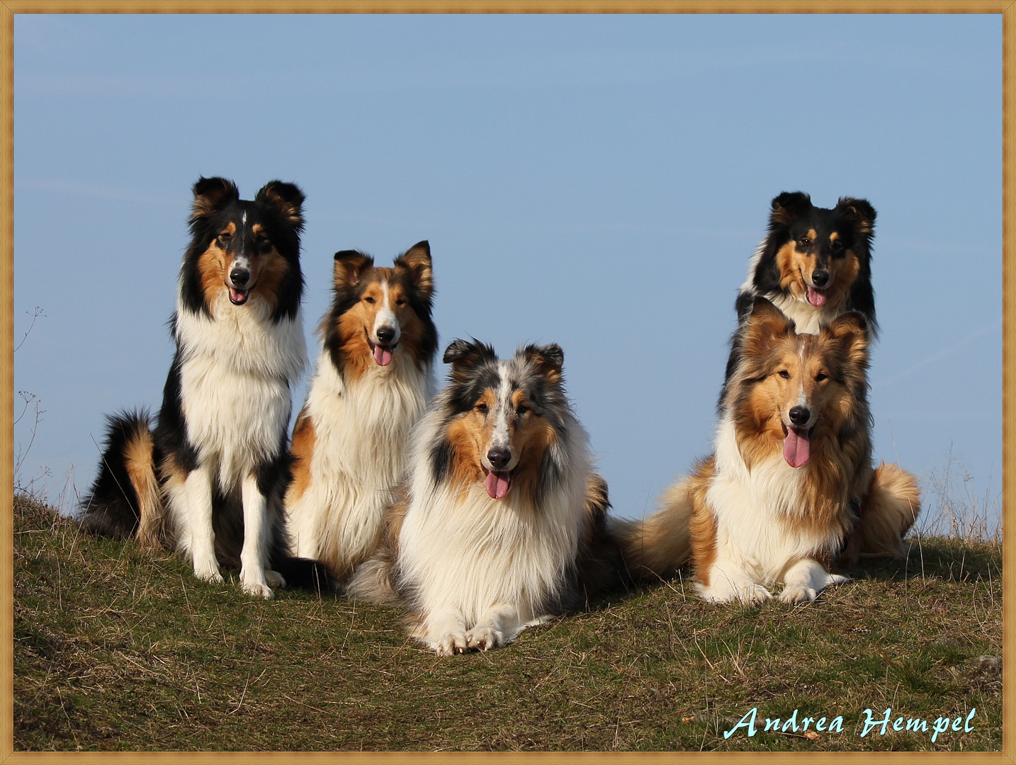 Hunde zum Lieben