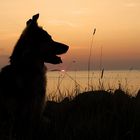 Hundeabend am Strand