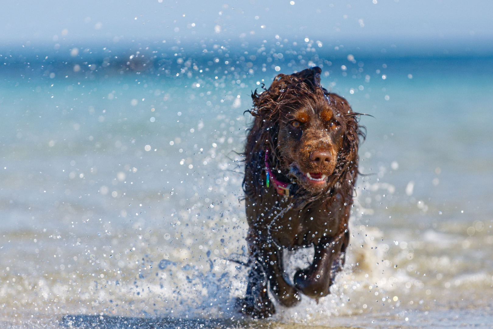 Hundeaction im Wasser