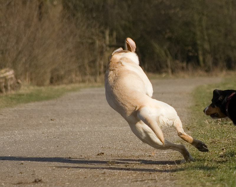 Hundeakrobatik