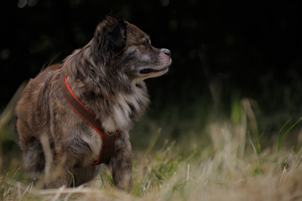 Hundeaufnahmen Lichtspiele...