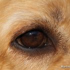 Hundeauge -