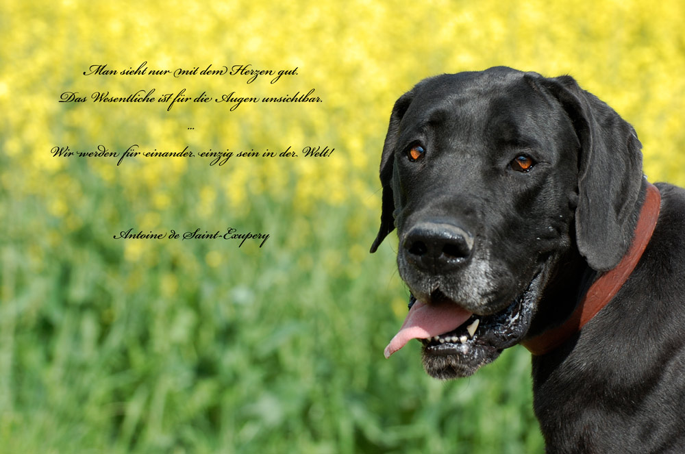 Hundeaugen&hellip; Foto &amp; Bild tiere, tier und mensch, trauer um ein