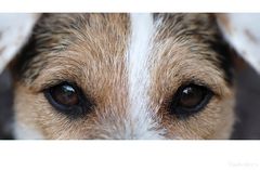Hundeaugen