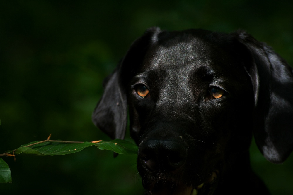 Hundeaugen