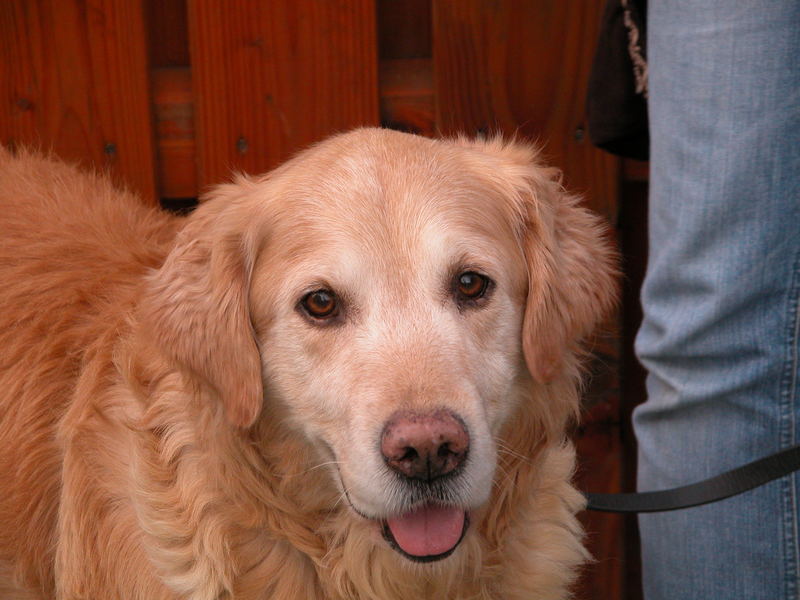 Hundeaugen, die sich nach ein kleines bisschen Freude sehnen - ein Leckerlie!