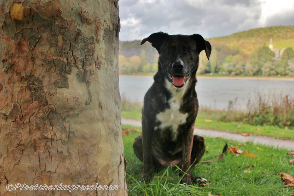 Hundeaugen sind so treu Foto &