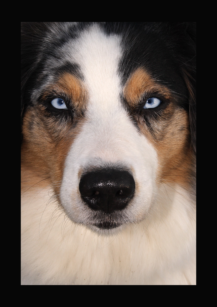 Hunde"augen"blick