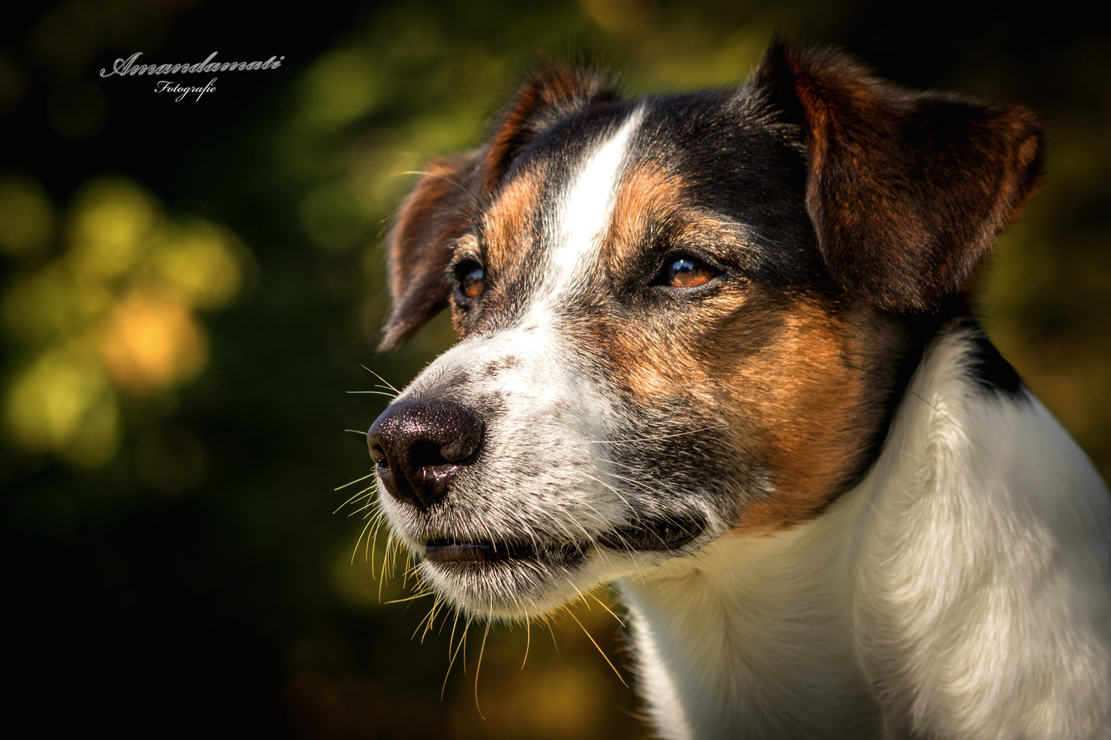 Hunde(augen)blick